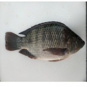 Κατεψυγμένο Tilapia ολόκληρο γύρο